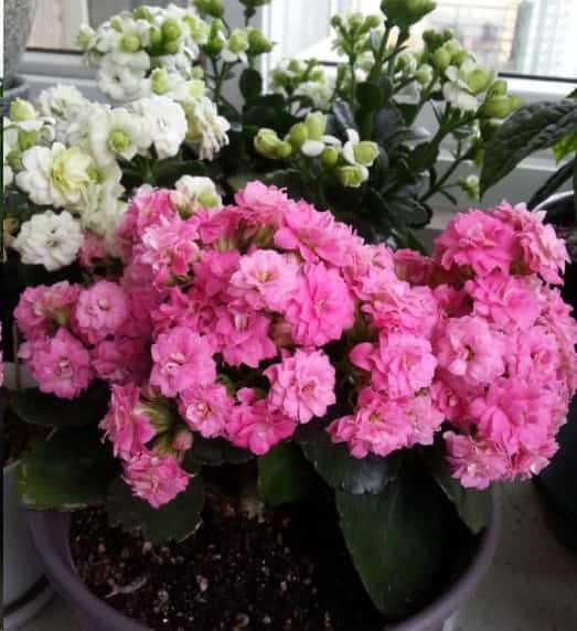 发财树黄叶蟹爪兰掉花苞