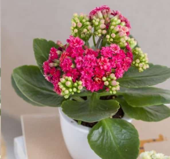 发财树黄叶蟹爪兰掉花苞