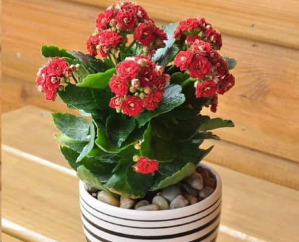发财树黄叶蟹爪兰掉花苞