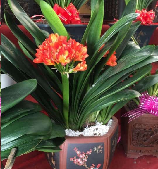过年买花千万别买这几种