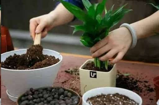 过年买花千万别买这几种