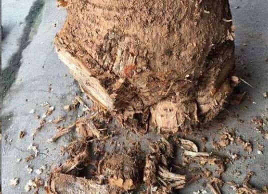 过年买花千万别买这几种