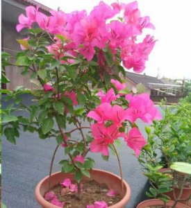 三角梅长寿花这样剪一刀 三角梅剪一刀长寿花如何修剪