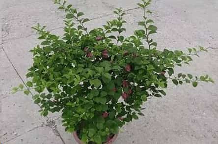 三角梅长寿花这样剪一刀