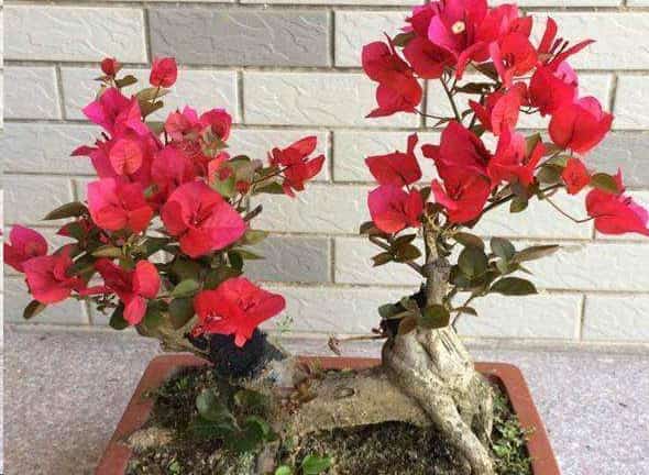 三角梅长寿花这样剪一刀