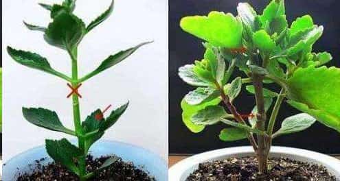 三角梅长寿花这样剪一刀
