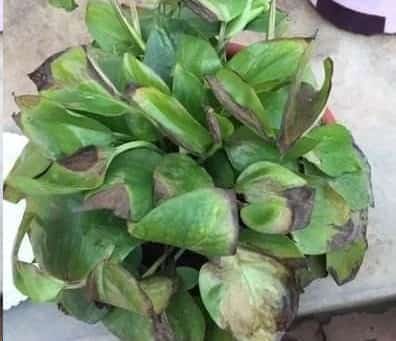 冬天绿萝幸福树萎蔫叶片长黑斑