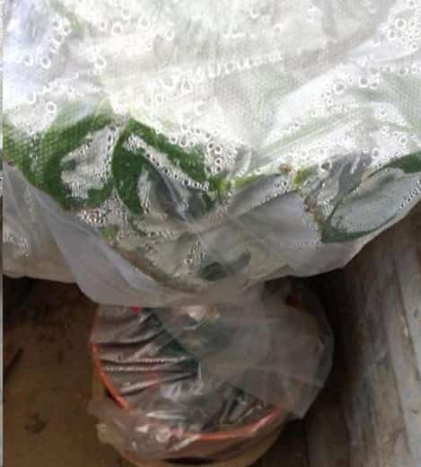 冬天绿萝幸福树萎蔫叶片长黑斑