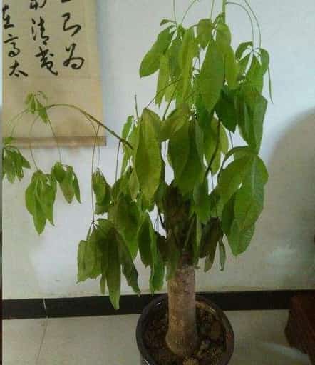冬天绿萝幸福树萎蔫叶片长黑斑