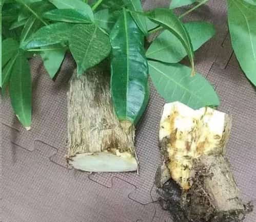 冬天绿萝幸福树萎蔫叶片长黑斑
