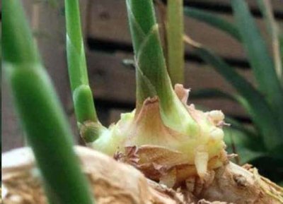 喜欢竹子不敢种？ 害怕种植竹子？