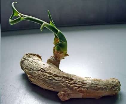 喜欢竹子不敢种？