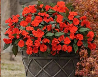 这些花扔盆里不用管 花随意扔盆无需顾及