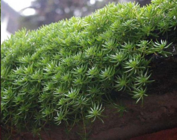 这些花扔盆里不用管