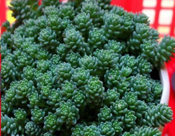 这些花扔盆里不用管