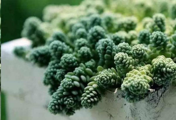 这些花扔盆里不用管