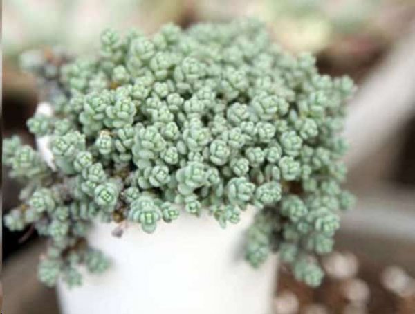 这些花扔盆里不用管