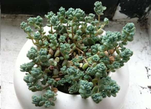 这些花扔盆里不用管