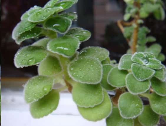 这些花扔盆里不用管