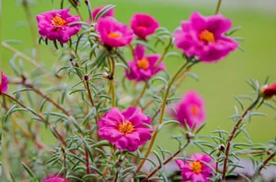这些花扔盆里不用管
