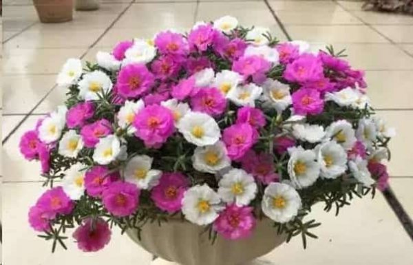 这些花扔盆里不用管