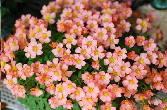 这些花扔盆里不用管