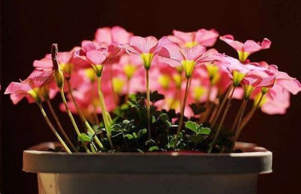 这些花扔盆里不用管