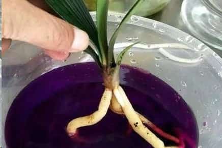 蟹爪兰与君子兰一到夏天就死