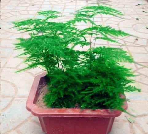 蟹爪兰与君子兰一到夏天就死