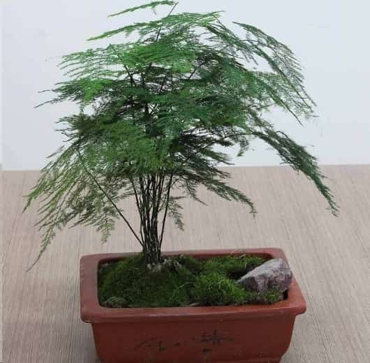 蟹爪兰与君子兰一到夏天就死