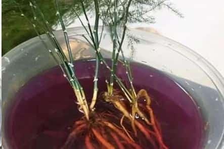 蟹爪兰与君子兰一到夏天就死