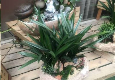 哪些室内植物可以净化空气？ 净化空气的室内植物有哪些？
