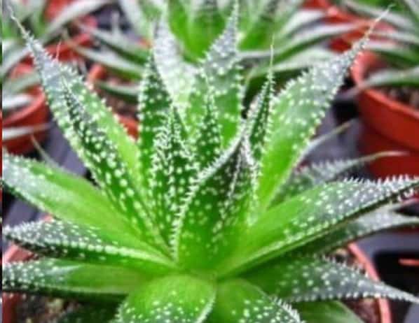 净化空气的室内植物有哪些？