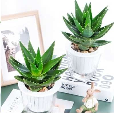 净化空气的室内植物有哪些？
