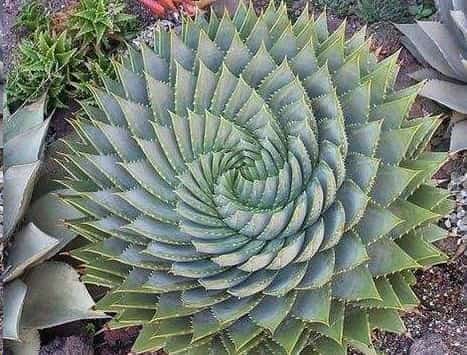 净化空气的室内植物有哪些？