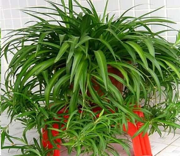 净化空气的室内植物有哪些？