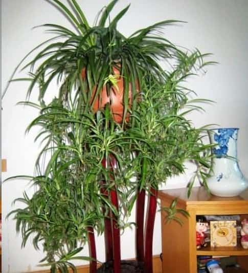 净化空气的室内植物有哪些？
