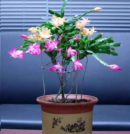 养了一年的蟹爪兰