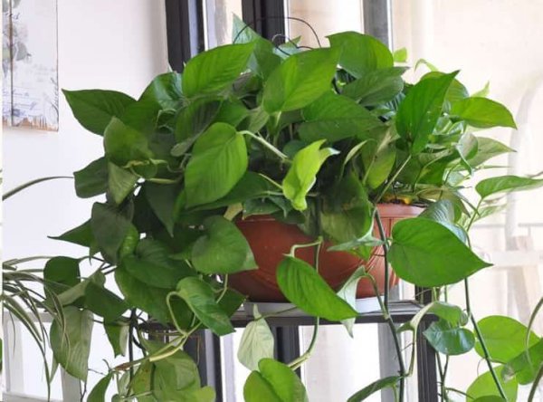 净化空气的室内植物有哪些？
