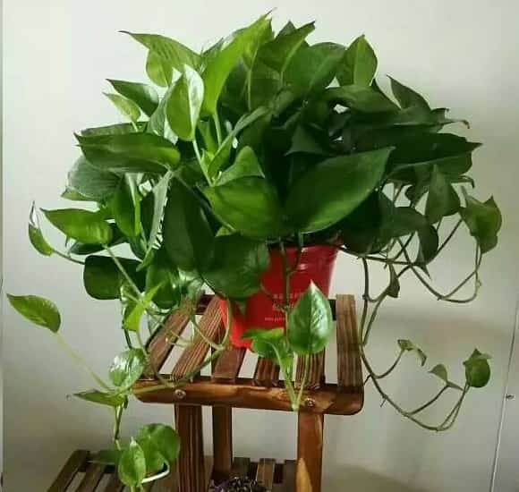 净化空气的室内植物有哪些？
