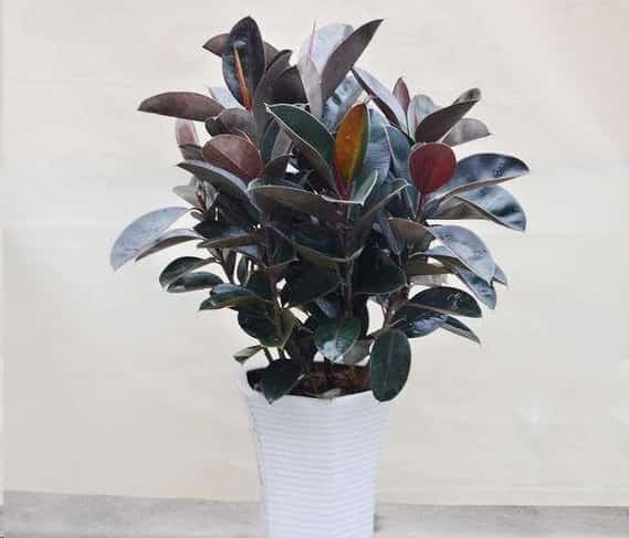 净化空气的室内植物有哪些？