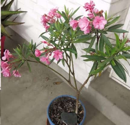 夹竹桃毒性很强为什么路边却种的到处都是？