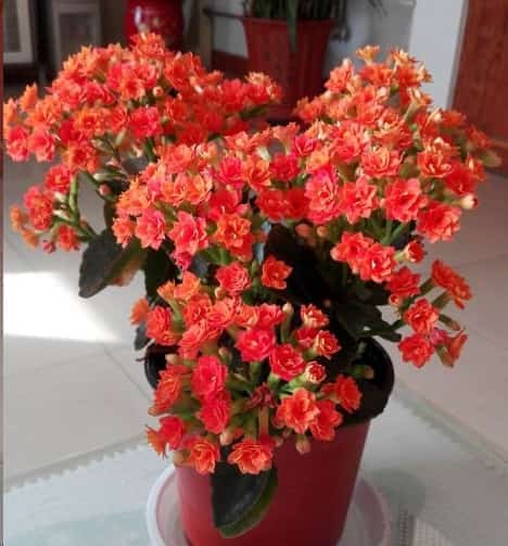 长寿花蟹爪兰何必去买