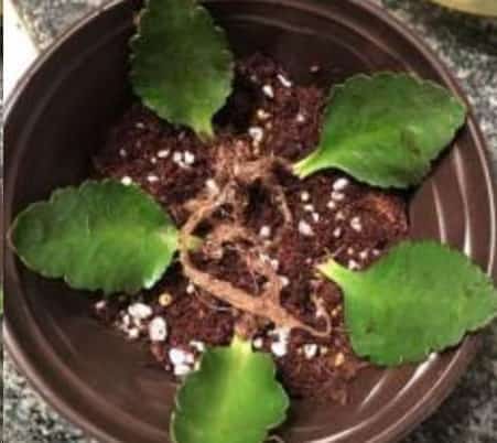 长寿花蟹爪兰何必去买