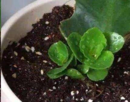 长寿花蟹爪兰何必去买