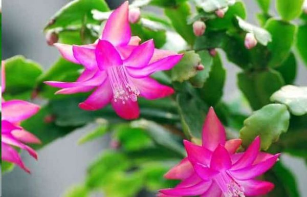 长寿花蟹爪兰何必去买