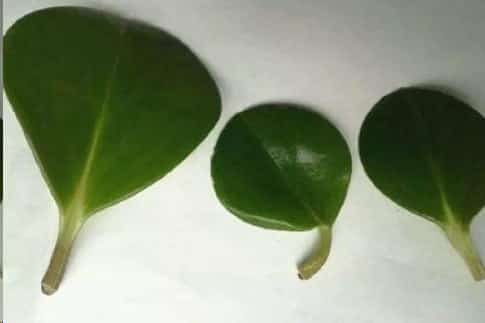 别再浪费钱买花了