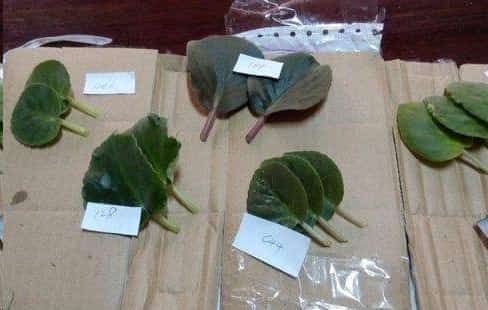 别再浪费钱买花了