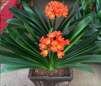 君子兰开一次花后 君子兰开花后的处理
