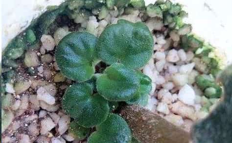 别再浪费钱买花了